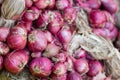 Shallot- red onion Royalty Free Stock Photo