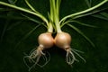 Shallot, versatile ingredient for medicinal and culinary purposes photo