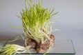 Shallots are beginning to sprout young leaves. Royalty Free Stock Photo