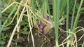 Shallots enter the harvest season, looking lush and weighty. Royalty Free Stock Photo