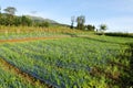 shallots and garlic plants in the garden Royalty Free Stock Photo