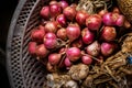 Shallots are an important cash crop of southeast asia. Thailand`s popular shallots a food ingredient onion pungent flavor to expe Royalty Free Stock Photo