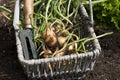 Shallots, Red Sun variety, freshly dug in a wicker trug basket with a garden fork. Royalty Free Stock Photo