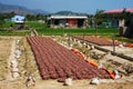 Shallots, small onion on farm