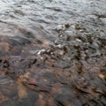 Shallow abstract turbulent water motion, fast stream current over stones, small surge on surface, natural forces