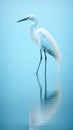 Shallow azure water reflecting a standing heron white. natural background