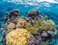 Shallow Colourful Coral Reef Royalty Free Stock Photo