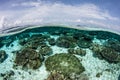Shallow Coral Reef and Blue Sky Royalty Free Stock Photo