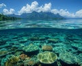 Shallow coral reef with clear water above Royalty Free Stock Photo