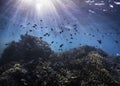 A shallow coral reef with fish all around, silhouettes of snorkelers and light rays Royalty Free Stock Photo