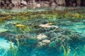 Shallow coral reef in turquoise transparent water, Indonesia