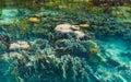 Shallow coral reef in turquoise transparent water, Indonesia Royalty Free Stock Photo