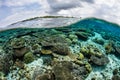Shallow Coral Reef in Wakatobi National Park Royalty Free Stock Photo