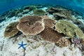 Shallow Corals in Wakatobi National Park Royalty Free Stock Photo