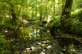 Shallow creek in a forest