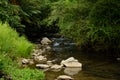 Shallow creek in a lush forest