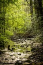 Shallow Creek Passes Through Thick Spring Forest