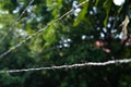 Shallow Depth of field of barbed wire and blurred background.