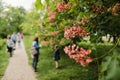 Shallow depth of field details with red chestnut tree flowers in a public park during a sunny spring day Royalty Free Stock Photo