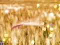 Shallow depth of field. Field lit by afternoon sun, nice bokeh