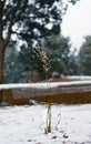 A Shallow depth of field image focusing on a small plant with snow falling over it and in the background.