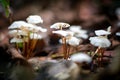 Shallow depth of field image of wild mushrooms