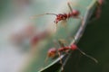 Shallow depth of field macro magnified view of ants red ants in the garden