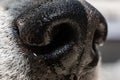 Shallow depth of field macro shot of an akita inu dog wet snout