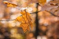 Shallow Depth of Field of Orange