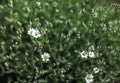 Shallow depth of field photo only blossoms in focus, small white flowers with blurred green leaves behind. Abstract spring flowery Royalty Free Stock Photo