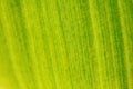 Shallow depth of field photo - only few fibers in focus. Banana tree leaf lit by sun from other side. Abstract tropical organic