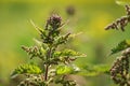 Shallow depth of field photo, only few flowers in focus, Young stinging nettle Urtica dioica plant, with blurred background