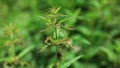 Shallow depth of field photo, only few flowers in focus, Young stinging nettle Urtica dioica plant, with blurred background