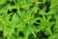 Shallow depth of field photo, only few flowers and leaves in focus, Young stinging nettle Urtica dioica plant, with blurred