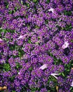 Shallow depth of field photo. small purple flowers, in green leaves. Abstract spring background Royalty Free Stock Photo