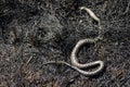 Shallow depth of field selective focus details with a dead snake on burnt vegetation in the aftermath of a wildfire Royalty Free Stock Photo