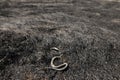 Shallow depth of field selective focus details with a dead snake on burnt vegetation in the aftermath of a wildfire Royalty Free Stock Photo