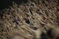 Shallow depth of field selective focus details with FCSB Fotbal Club Steaua Bucuresti supporters during a football match