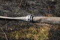 Shallow depth of field selective focus details with a firemen water hose on burnt vegetation in the aftermath of a wildfire Royalty Free Stock Photo