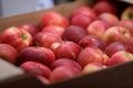 Shallow depth of field selective focus details with red apples in an european farmers market Royalty Free Stock Photo