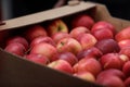 Shallow depth of field selective focus details with red apples in an european farmers market Royalty Free Stock Photo