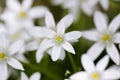 Shallow depth of field selective focus details white rain lily flowers Zephyranthes candida, autumn zephyr lily, white Royalty Free Stock Photo