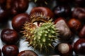 Shallow depth of field selective focus image with details of chestnuts from an European Horse Chestnut Aesculus hippocastanum Royalty Free Stock Photo