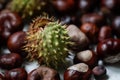Shallow depth of field selective focus image with details of chestnuts from an European Horse Chestnut Aesculus hippocastanum Royalty Free Stock Photo