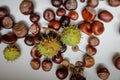 Shallow depth of field selective focus image with details of chestnuts from an European Horse Chestnut Aesculus hippocastanum Royalty Free Stock Photo