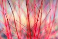 Bare red-pink vibrant dogwood branches