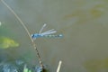 Shallow depth of field shot of the blue dragonfly gold wings perched in the thin branch.