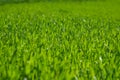 Shallow depth of field shot of green grass