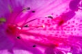 Shallow depth of field shot of Pink Hibiscus Flower Pollen