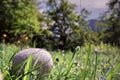A shallow depth of field shot of a ripe puffball mushroom nestling in the grass in a mountain wildflower meadow, yellow flowers